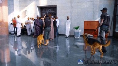 dogs in nigeria supreme court