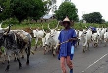Fulani herdsmen