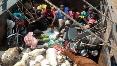 Kaduna Govt reacts as two lorries transport passengers concealed among rams