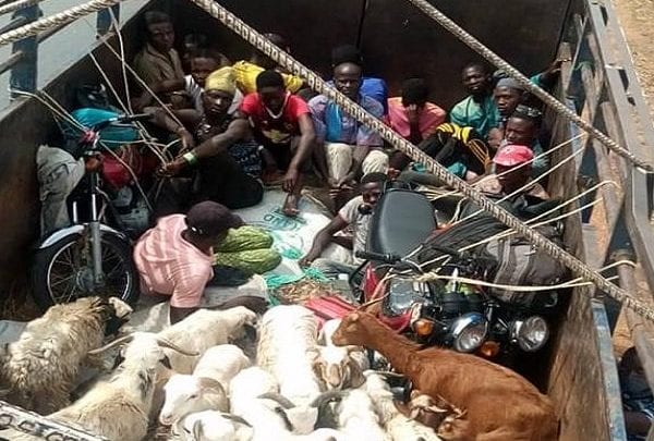 Kaduna Govt reacts as two lorries transport passengers concealed among rams