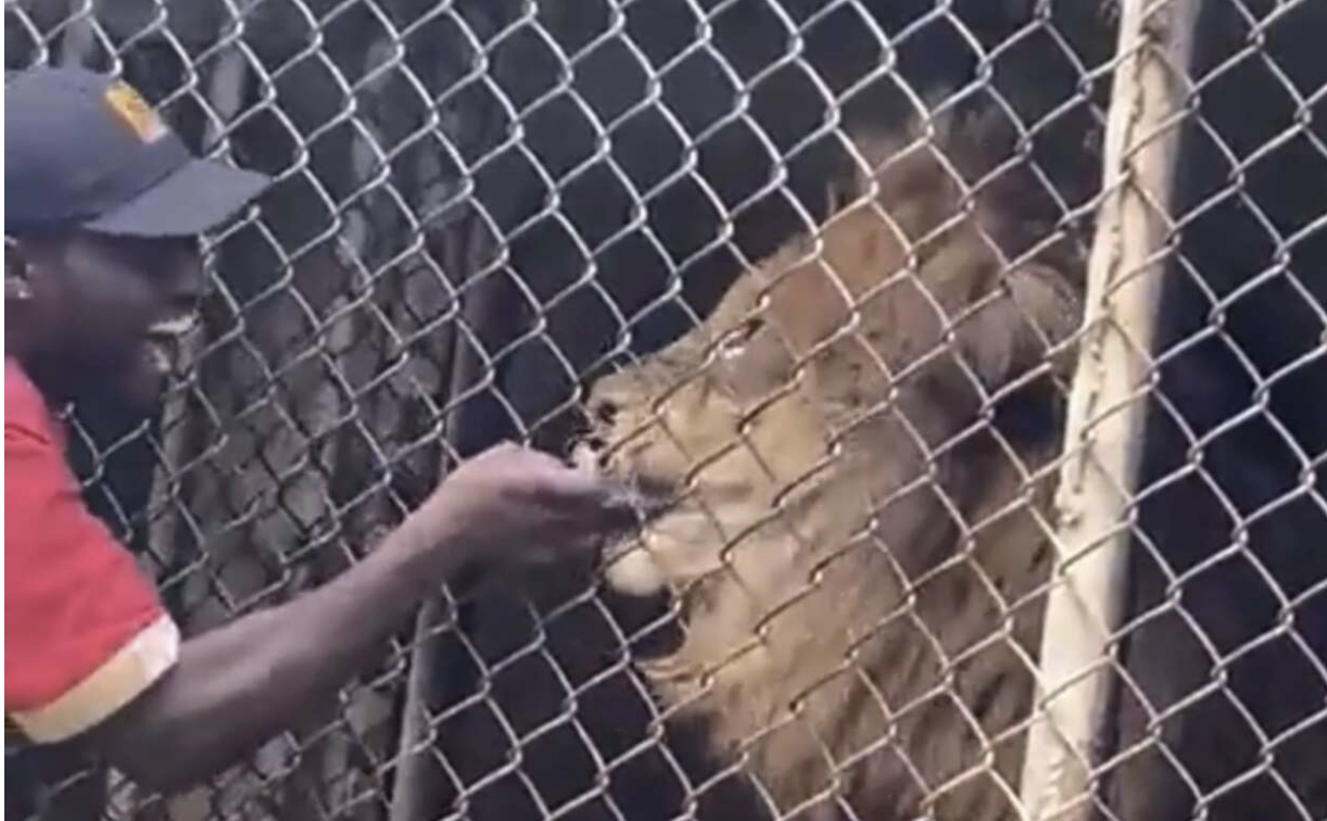 WATCH: Lion Bites Off Zoo Attendant's Finger During Tour [PHOTOS]