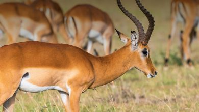 Hunter shot dead while trailing antelope