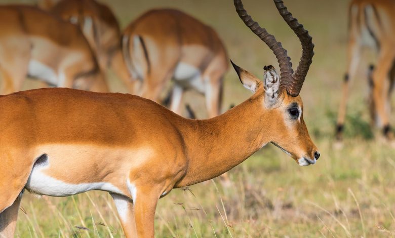 Hunter shot dead while trailing antelope