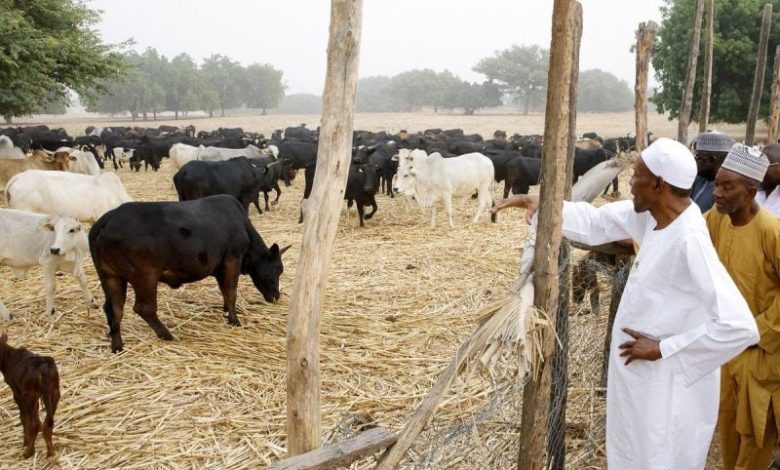 President Muhammadu Buhari supervsing his farm e1513248277231