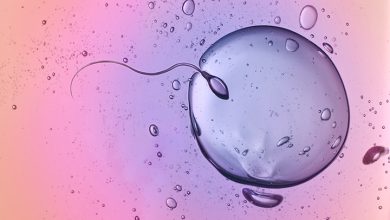Inside Nigeria’s Quiet Egg and Sperm Market where Students Trade Fertility for Survival